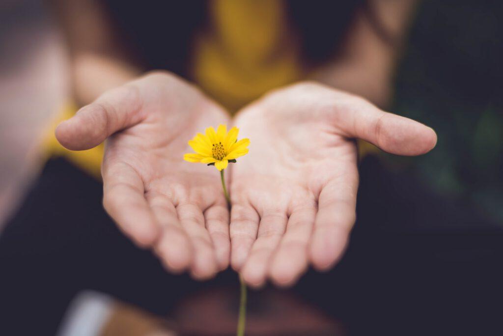 A flower grows between two open hands.